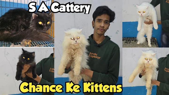 Video 11899251: persian cat, pet farms, kittens cattery
