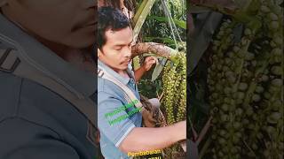 pembabalan lengan anau untuk proses pengambilan air nira untuk membuat gula aren