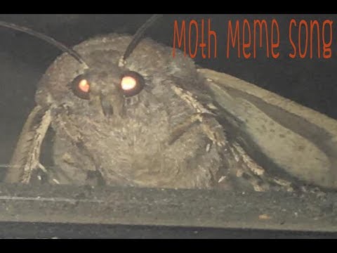 moth-meme-song-|-"i-love-lamp"-[meme-compilation-video]