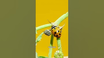 Don’t Touch This Yellow Ladybug!