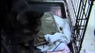 A Day in the Life of: Vet Tech