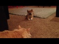 Shiba inu puppy meets cat for first time