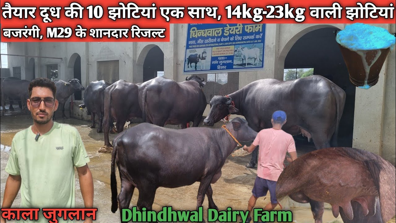 काला जुगलान की तैयार दूध की 10झोटियां.14kg-23kg वाली झोटियां।बजरंगी,M29 के टॉप रिजल्ट। Mb.9416317725