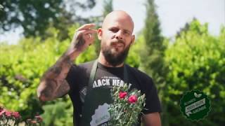 Der 1000 gute Gründe-Gärtner: Die Blumen der Götter - Nelken!