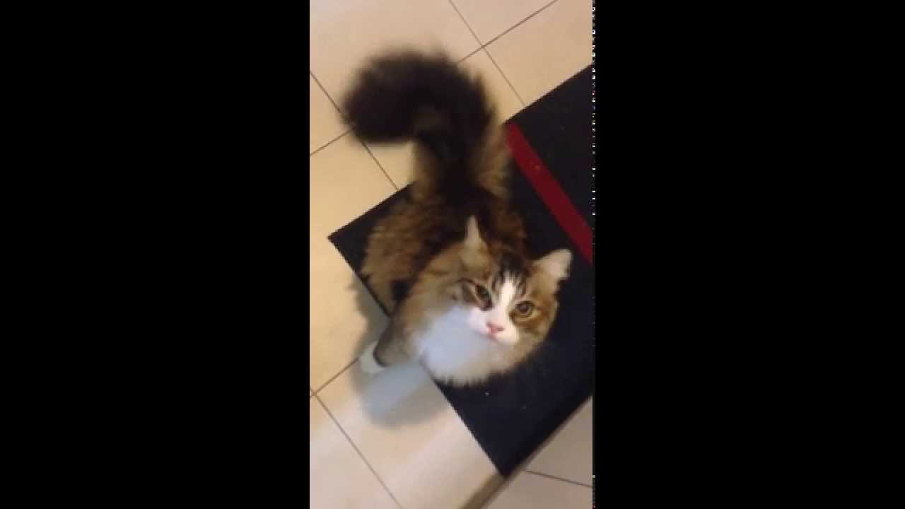 Siberian cat barking like a dog YouTube