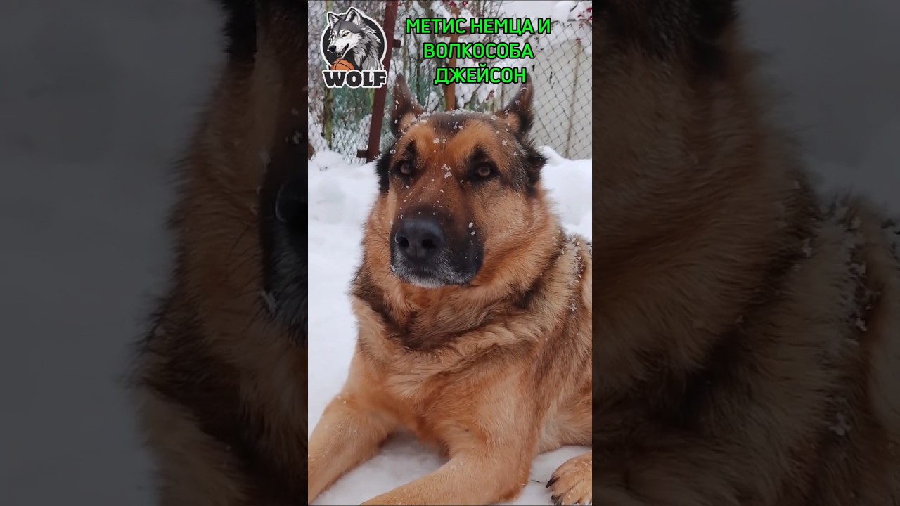 🔥🐕‍🦺🐺Метис немецкой овчарки и волкособа 