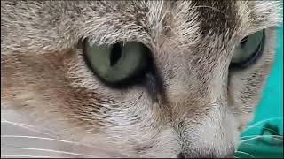 CAT#TESTY#VIDEO#