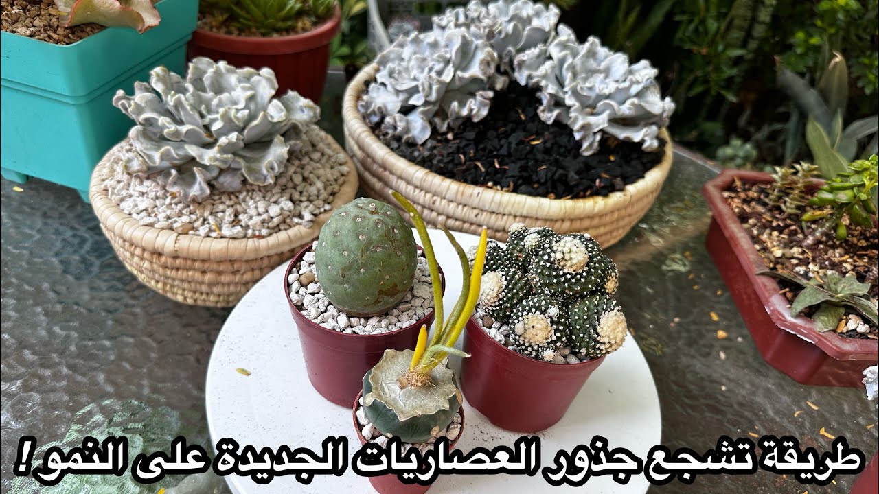 هذه الطريقة تشجع جذور العصاريات على النمو بقوة ! تربة الشوكيات و صيفيات النمو grow stronger roots!