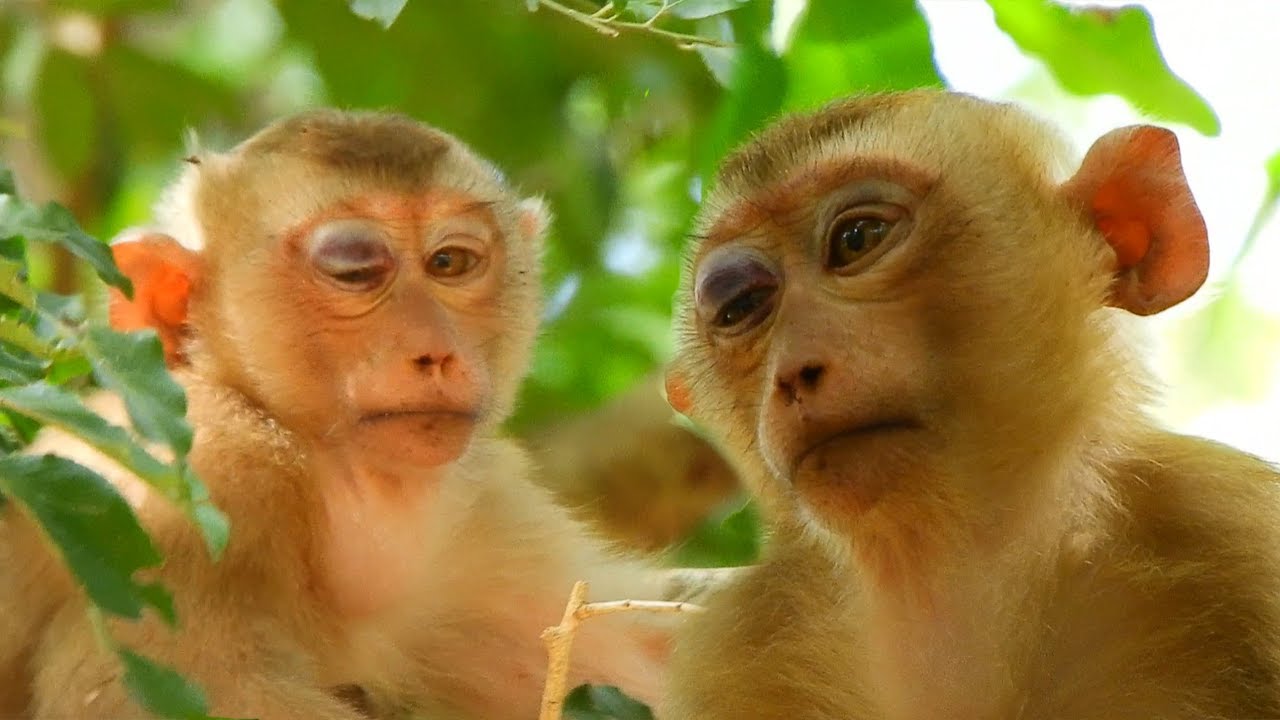 Breaking Heart! When See Poor Abandoned Monkey Tom Was Big Injure On Eye And Arm  Really Pity To Him