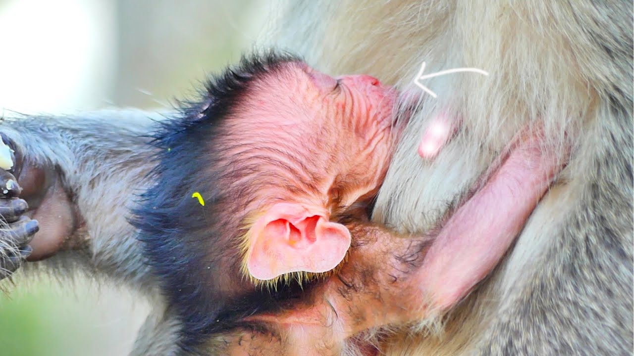 Healthy newborn baby monkey getting full milk happily, MaMa MELONA b-r-e-a-s-t-feeding very well