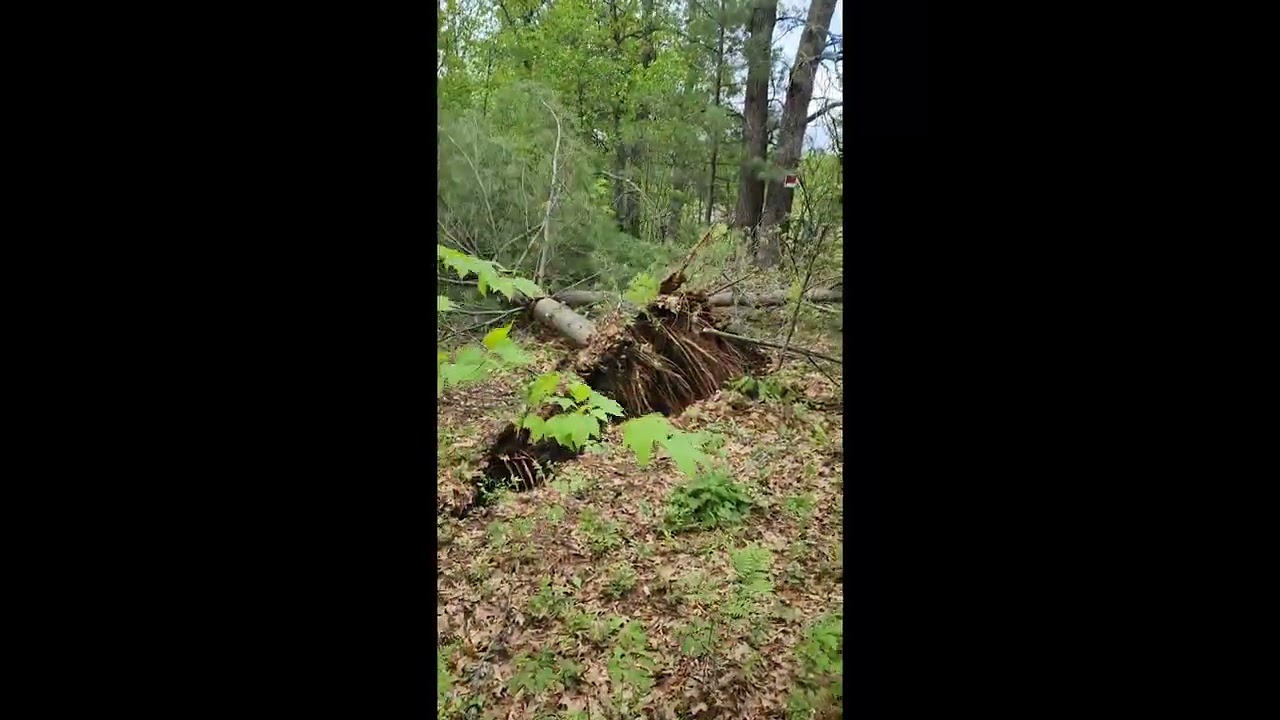 Pulling stumps/trees with a winch!!