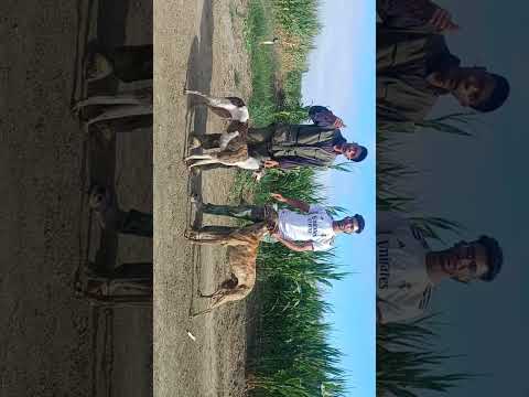 شافيق عندو المليح