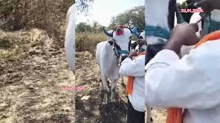 63638 99710 ఎడల అమమబడన కరణటక బదర Bulls For Sale Karnataka Bidar बल बचन करनटक