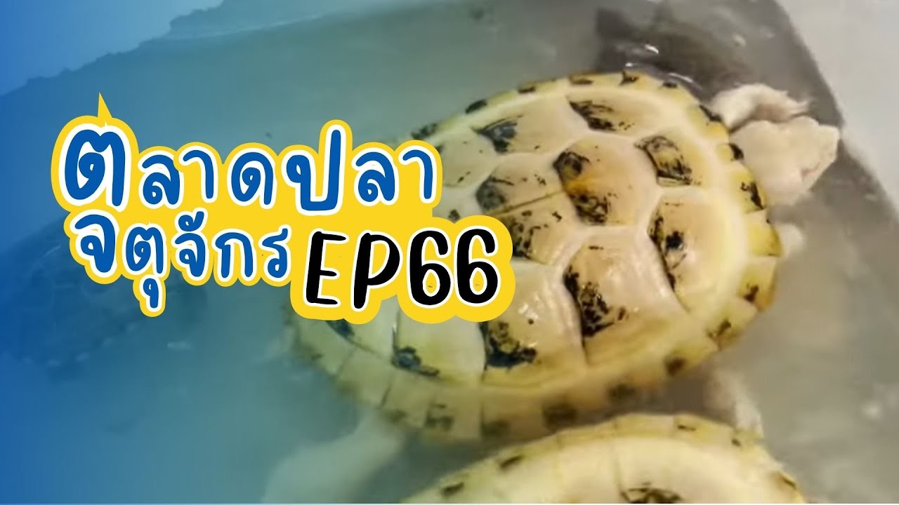 ทัวร์ตลาดปลาลานเร่ วันที่ 14 มิ.ย. 66 | ตลาดปลาจตุจักร EP 66