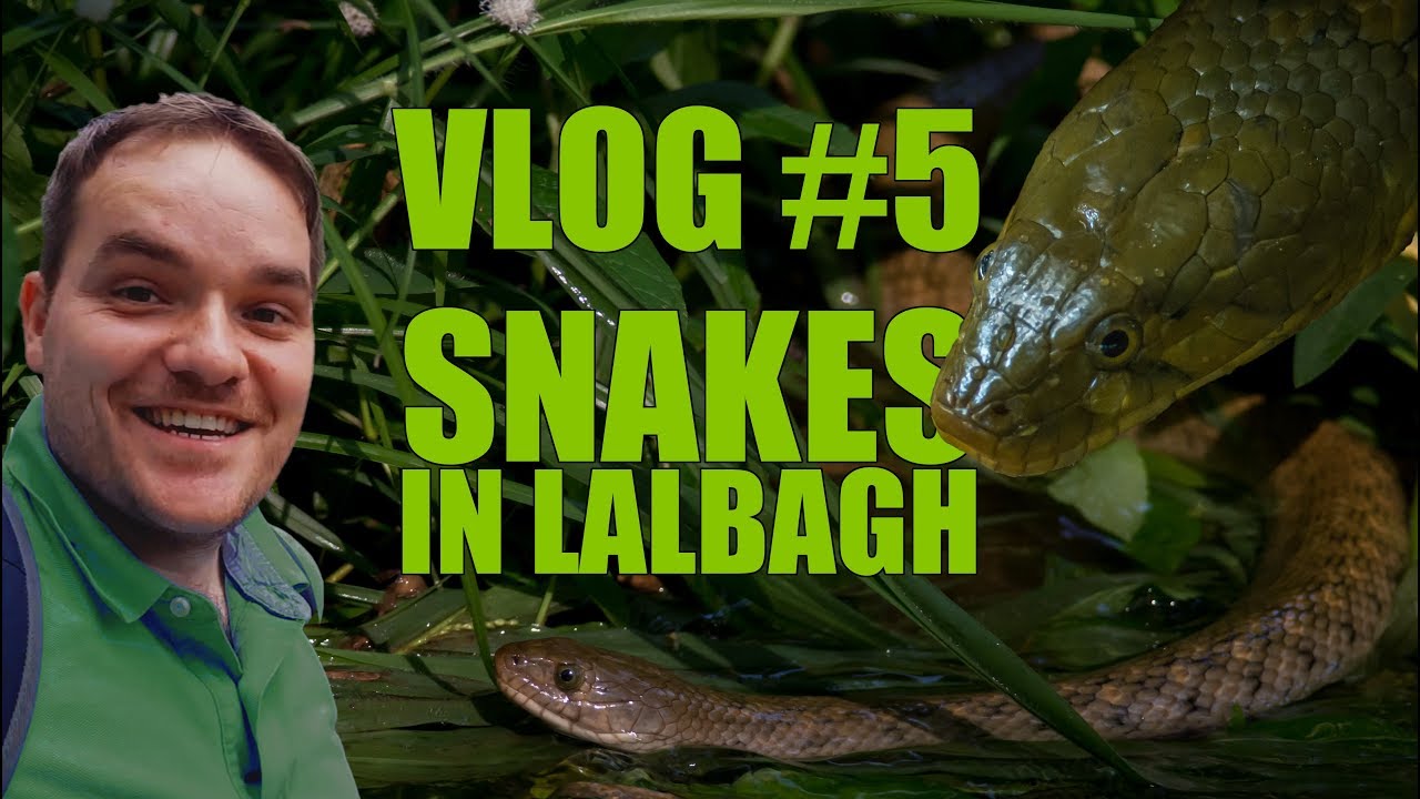 Vlog 5 SNAKES IN BANGALORE YouTube