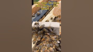 Introducing a new queen to a queenless hive! #bees #beelife #beehive #nature #savethebees #queenbee