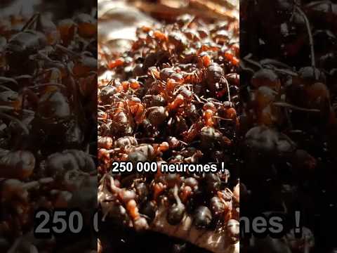 Culture & découvertes — 3 choses choquantes sur le CERVEAU des fourmis