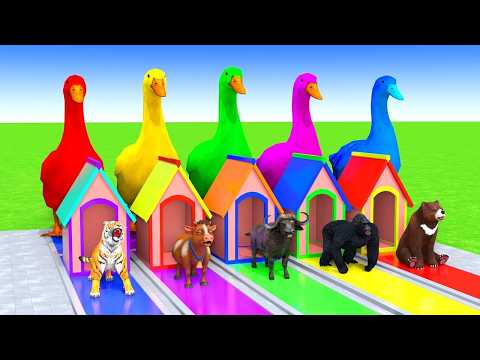 5 GIANT DUCKS and Friends Cross the Famous Fountain in EPIC Animation #298
