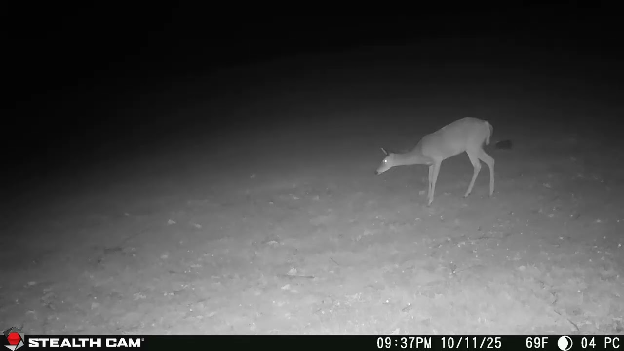 10 11 2025 Late Night Trail Cam  Nocturnal Deer & Cats at the Homestead