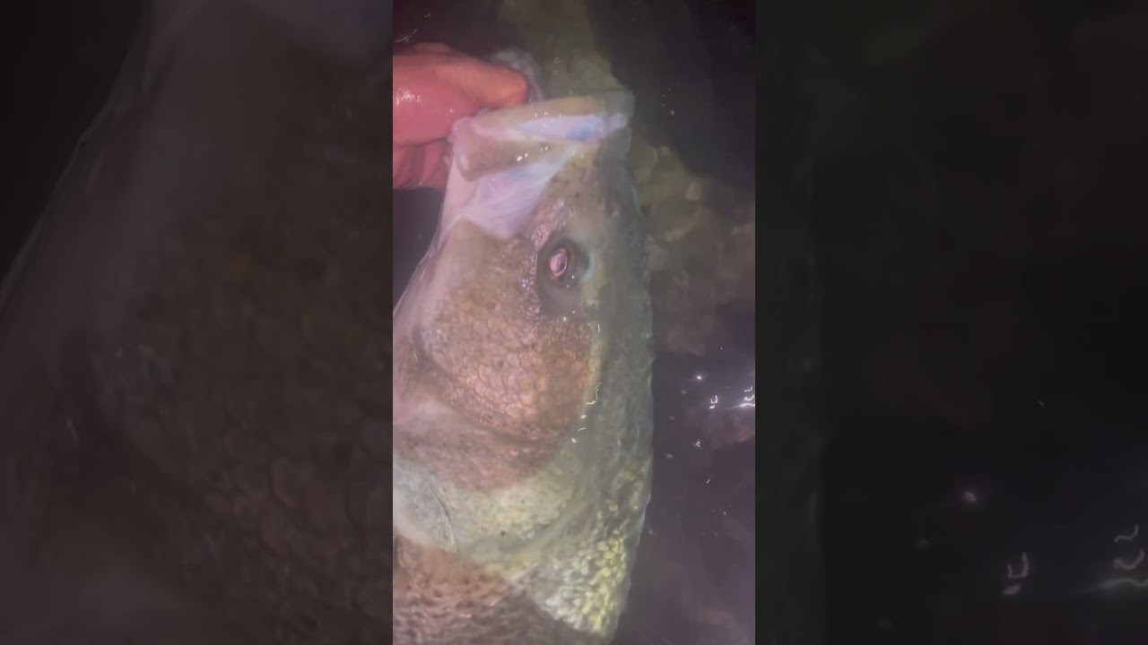 Big bucket mouths at night