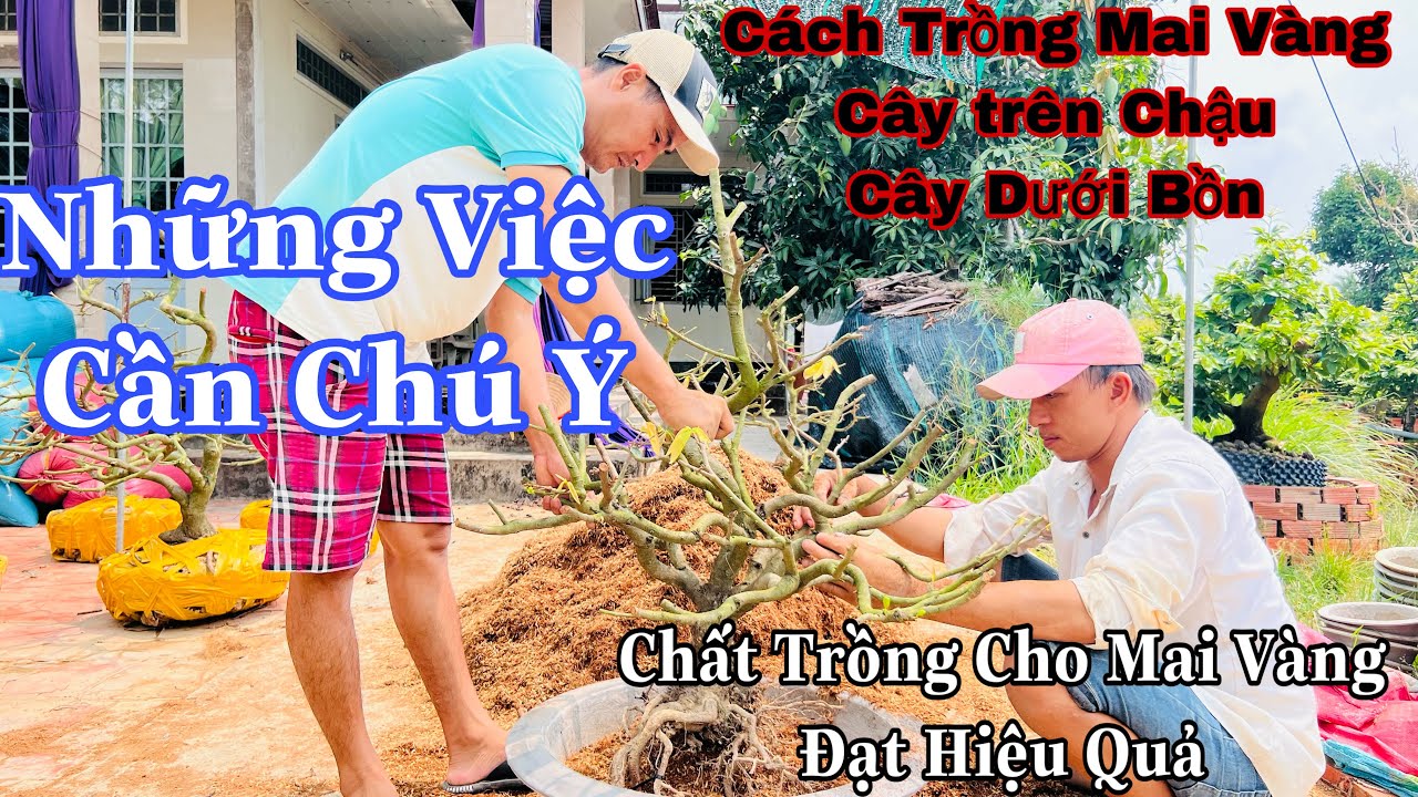cách trồng mai vàng , cây mới lên chậu - chất trồng tốt nhất cho mai vàng tùy  chỗ trồng