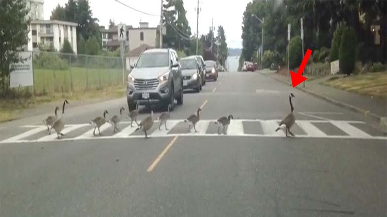 birds crossing the street