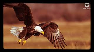 Eagle Pictures