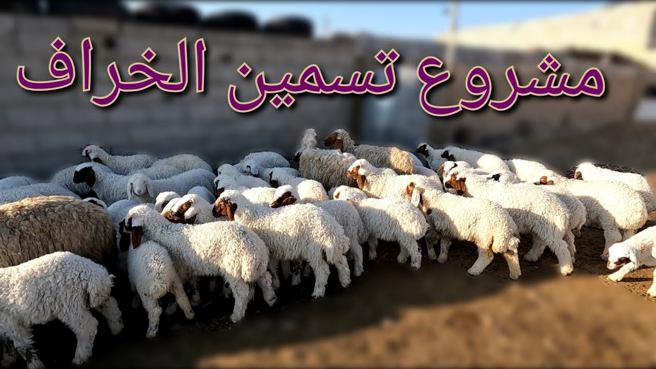 (122)أشتريت خرفان للتسمين فهل ينجح المشروع؟جولة في سوق الغنم 🐏 كيفية معرفة عمر الغنم و تقليم الحوافر