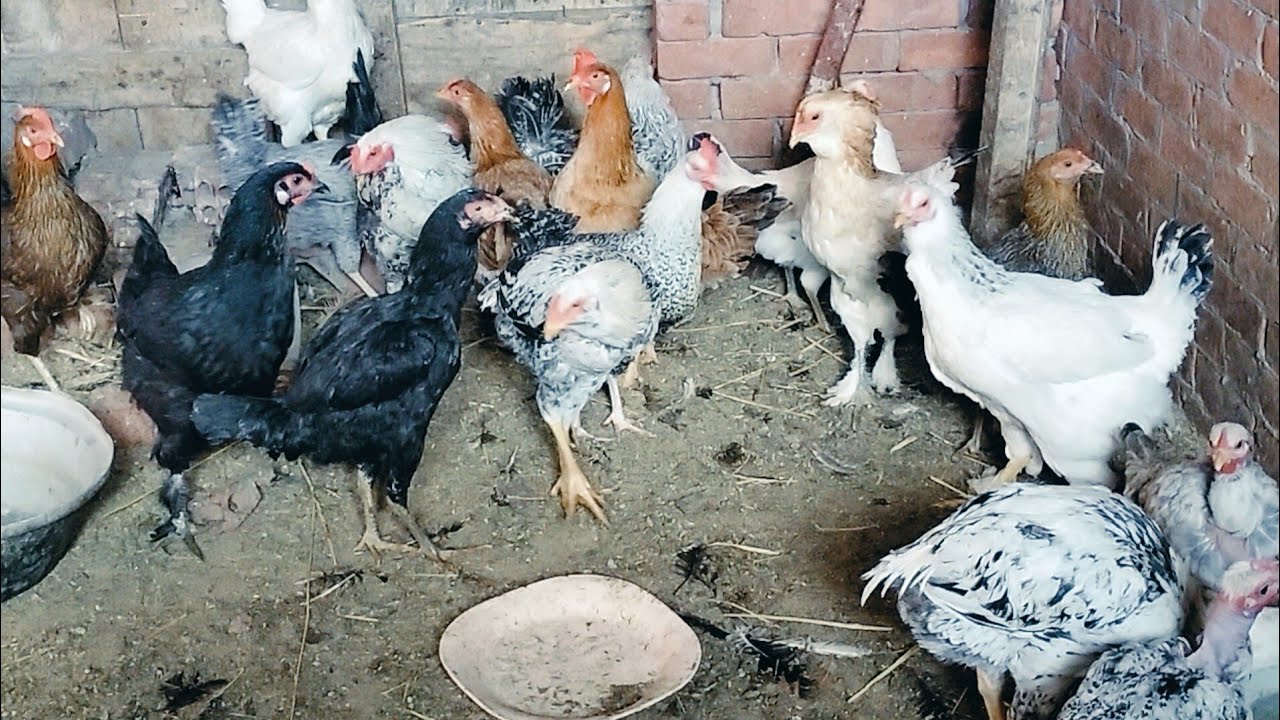 تنضيف عميق عند الحمام وعند الفراخ وجمع البيض بعد العلف مكنتش متخيله ال حصل😱