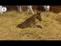 Gun Runner x Dance Card Filly born last night at Gainsborough Farm!