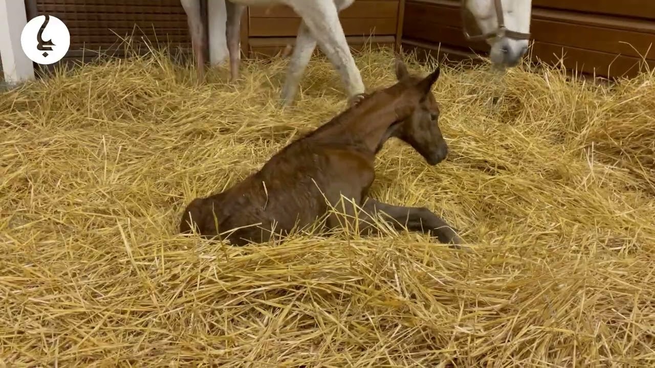 Gun Runner x Dance Card Filly born last night at Gainsborough Farm!