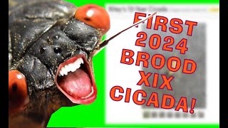 The first Brood XIX cicada found at UNC at Chapel Hill? Cicada Mania Cicada Cast 1