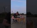 Attacked by FURocious Soi Dogs in Thailand! #shorts