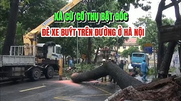 Xà cừ cổ thụ bật gốc, đè xe buýt trên đường ở Hà Nội