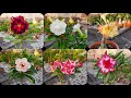 MY ADENIUM PLANTS