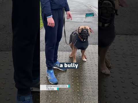 Viral Video: XL Bully Attack Sparks Outrage