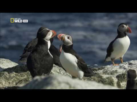 Video: Kako Odabrati Granu Kako Ne Bi Uplašili Pticu