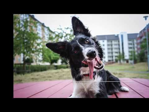 Video: Tekniska Enheter För Husdjur - Är Dina Husdjur Tekniskt Kunniga än?