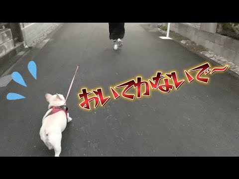 ママにおいて行かれて必死で追いかける愛犬が可愛すぎるｗ【フレンチブルドッグ frenchbulldog】