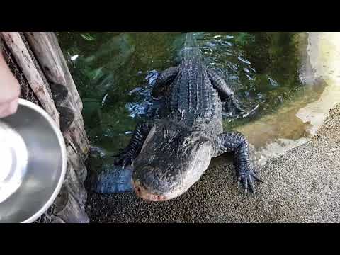Videó: Az Aligátor Egy Floridai Iskolai Területen Elkapott