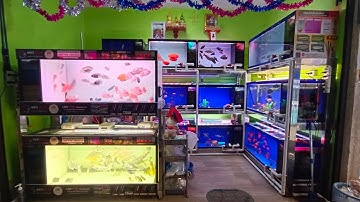 NC. ออนทัวร์ สนามหลวง 2 Set 2 - พาชมร้านพี่หมูปลาสั้น 4 ล็อค 2 ห้องเต็ม หลากหลายปลาไม่ขาดร้าน 😁✌️