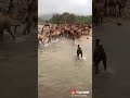 مادرينا وش نقول ووش نخلي بس ياليت المعاتب ماتهيا 