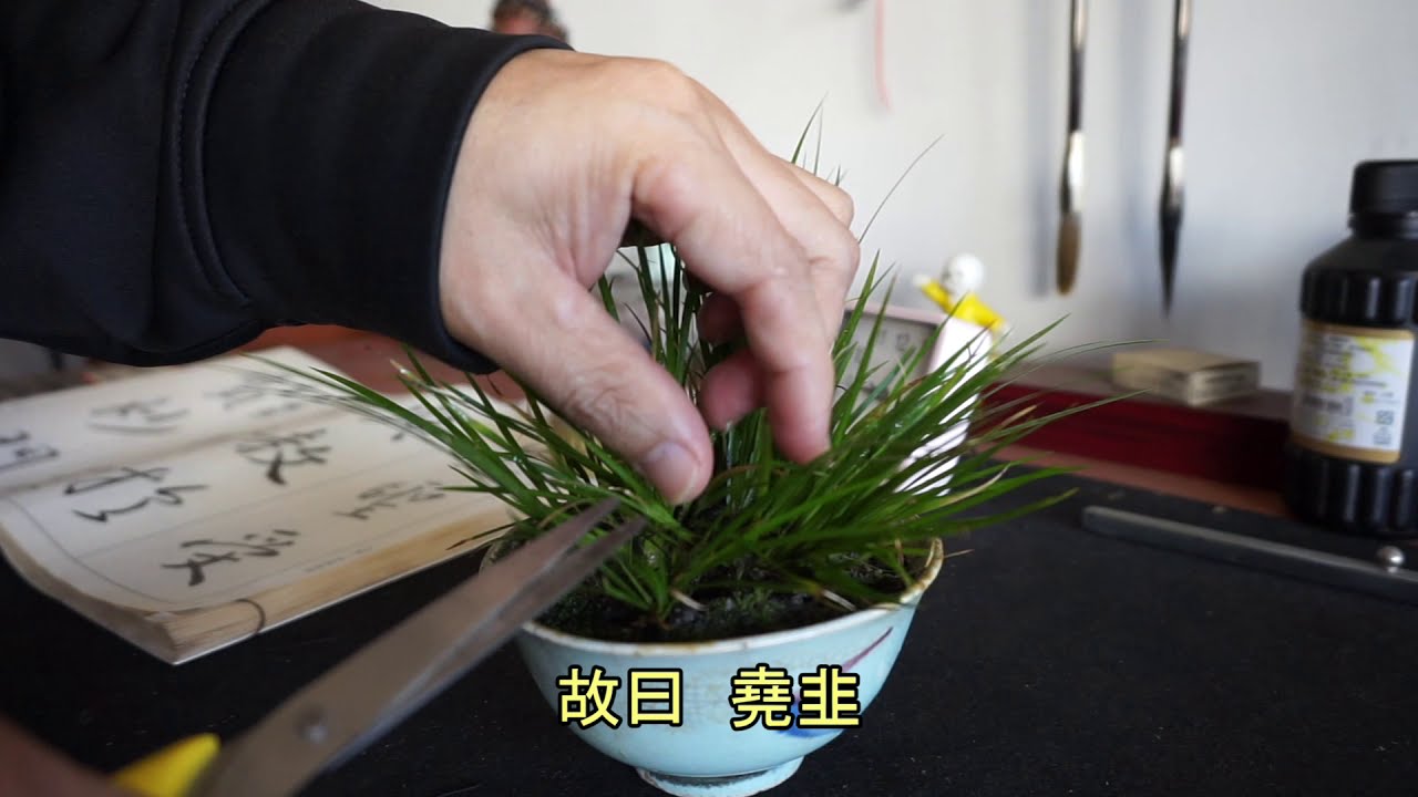 Acorus gramineus  石蒼蒲