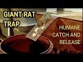 Best Mouse Trap Ever DIY Humane Mousetrap Green Rat Trap for capture and release Rat Eats Moth