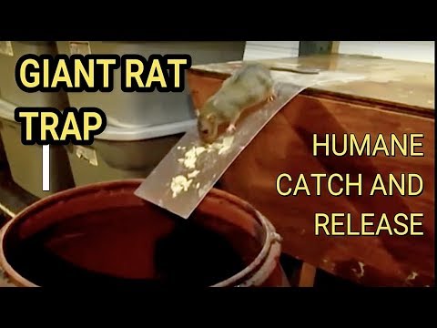 Best Mouse Trap Ever DIY Humane Mousetrap Green Rat Trap for capture and  release Rat Eats Moth 