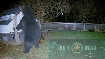 That Bear Picked the Wrong Chicken Coop to Mess With 😁🐻🐔