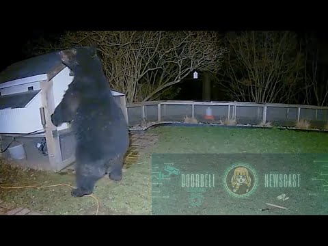 That Bear Picked the Wrong Chicken Coop to Mess With 😁🐻🐔