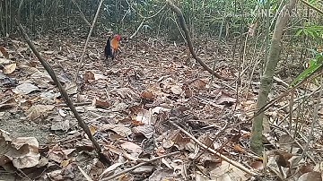 Mus cuab qaib qus mas zoo 👍+ bẫy gà rừng rặc 14/3/2020