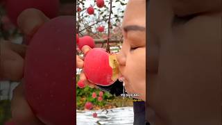 হরিমন ৯৯ আপেল। #agriculture #nusery #fruit #appletrees