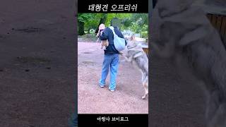 대형견 오프리쉬 입마개 해야하는 이유